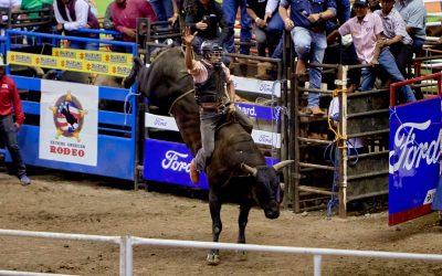 Ocho toros de alto nivel pondrán a prueba a los mejores jinetes en el Extreme American Rodeo