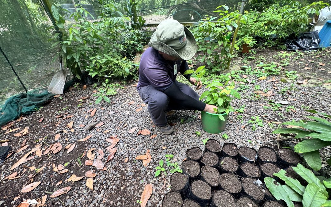 Punta Leona convierte su vivero en un “banco de vida de regeneración” para impulsar la biodiversidad del territorio
