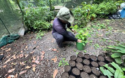 Punta Leona convierte su vivero en un “banco de vida de regeneración” para impulsar la biodiversidad del territorio