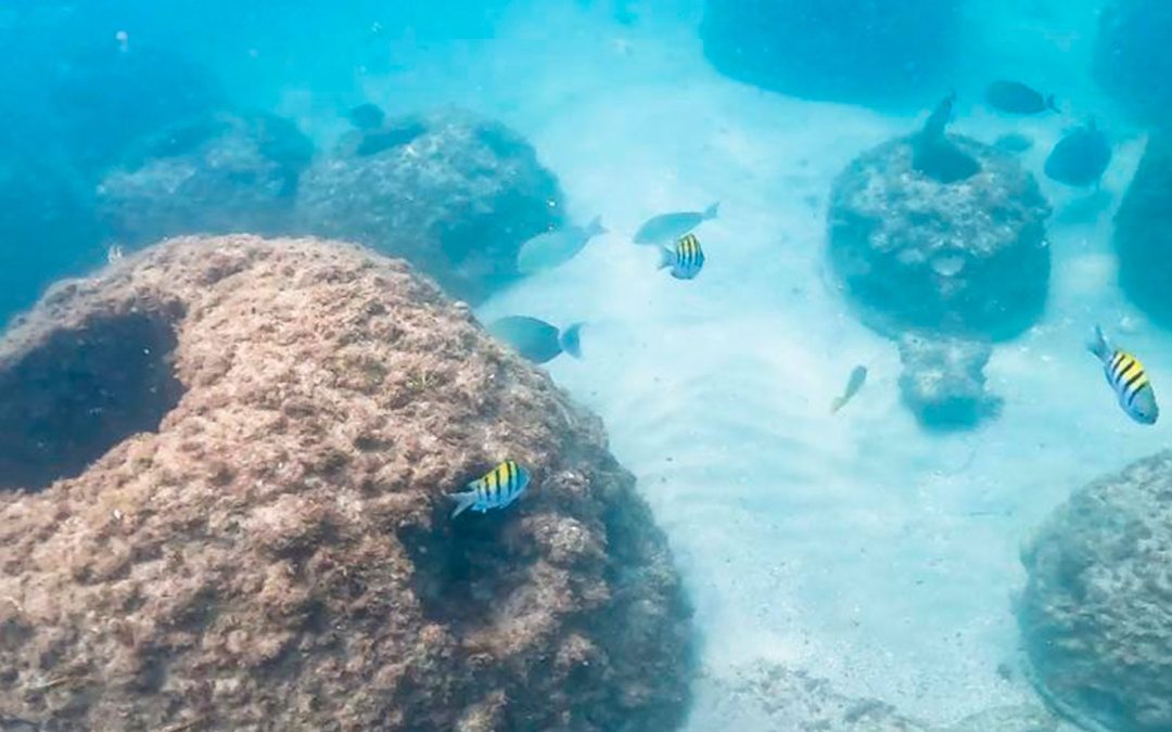 Punta Leona suma más de 75 arrecifes artificiales para restaurar la vida marina de Playa Blanca y proteger Humedal Marino